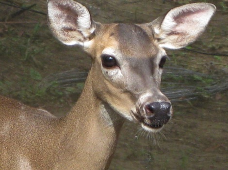 White tailed deer